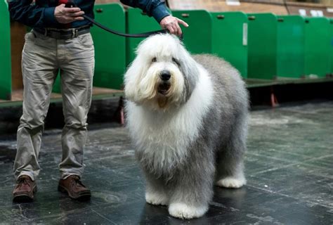 'Dulux Dog' Breed Faces Extinction In Britain | IBTimes