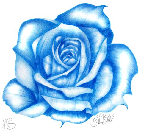 Rose in Blue by Miss-HyperShadow on DeviantArt