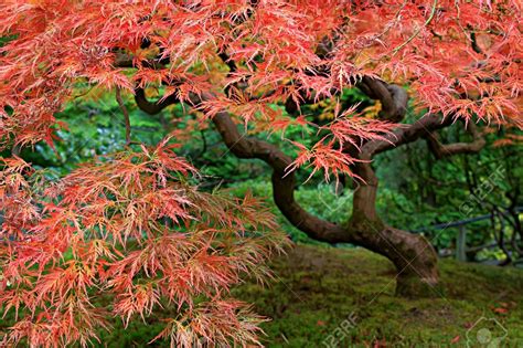 old/red maple/tree - Google Search | Portland japanese garden, Japanese maple bonsai, Japanese ...