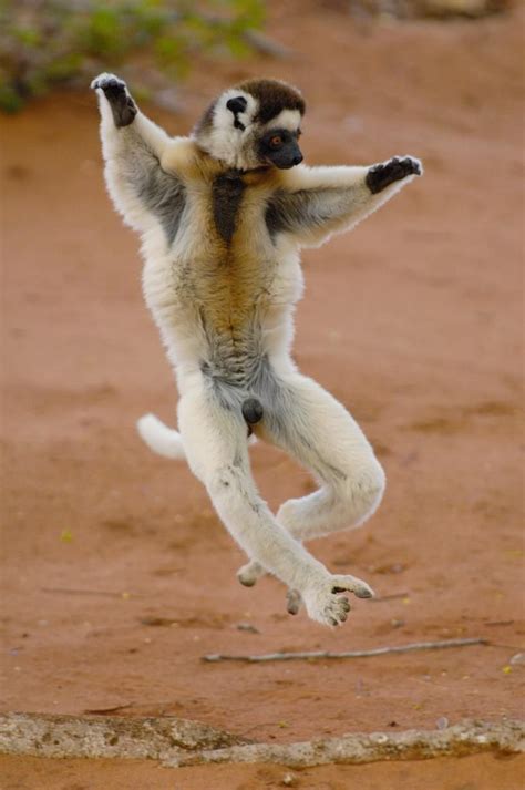 13 Jumping Animals, Just in Time for Leap Year | Animals, Pet birds ...