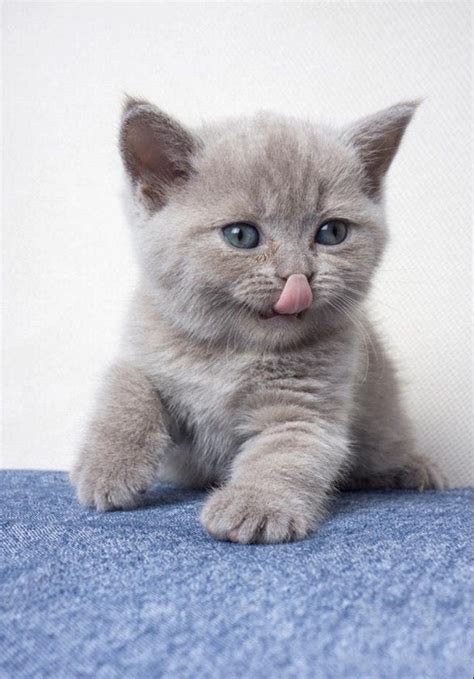 Cute Scottish Fold & British Shorthair Kitten : aww