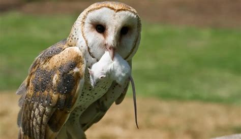 What Do Barn Owls Eat? Everything You Need To Know I OwlsFact