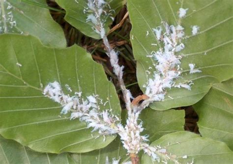 Pests, Diseases & Problems with Beech Hedges - Hopes Grove Nurseries | Hedges, Beech hedge ...