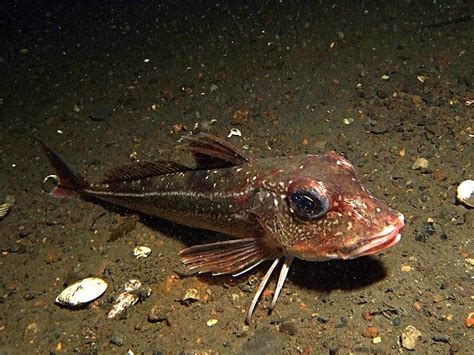 Grey Gurnard (Eutrigla gurnardus) - Ireland's Wildlife