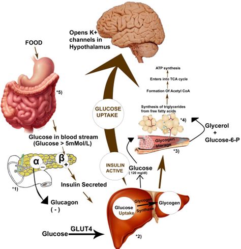 Various physiological targets of synthetic drugs; (1)-Meglitinides ...