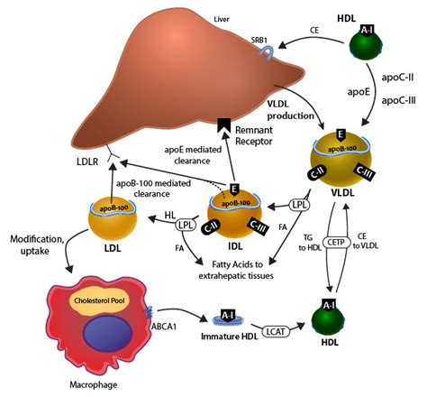 The Role of Lipids and Lipoproteins in Atherosclerosis - Endotext ...