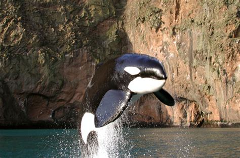 Was the Release of Keiko the Orca a Failure? What This Iconic Whale ...