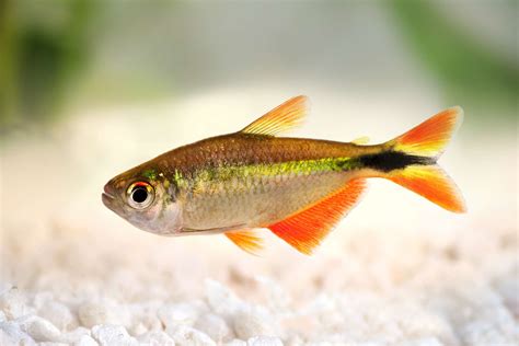 22 Small Aquarium Fish Breeds for Your Freshwater Tank