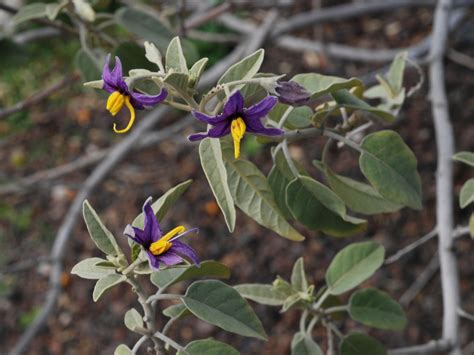 Flower Gallery :: Solanaceae :: D80A4343