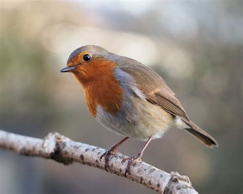 20 Most Common Irish Garden Birds | Easy Identification Guide – Coast ...