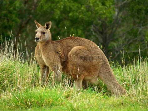 Brown Kangaroo in Wildlife Conservation