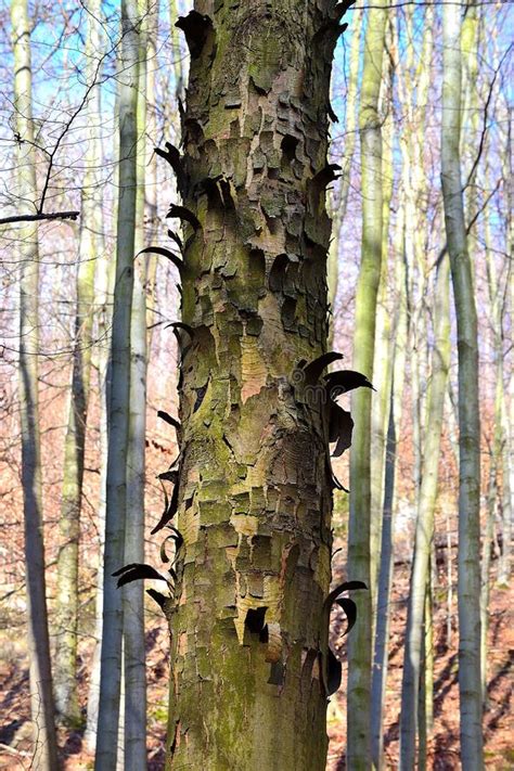 Peeling bark of a tree stock photo. Image of foothills - 184085460