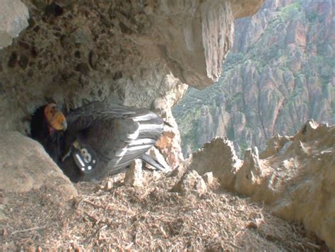 The Pinnacles' First Condor Nest in 100 Years