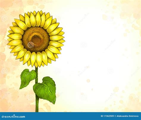 Drawing Of Sunflower Royalty Free Stock Images - Image: 17362909