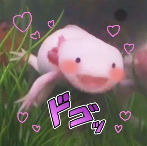 AXOLOTL | Mascotas inusuales, Ajolote, Animales bonitos