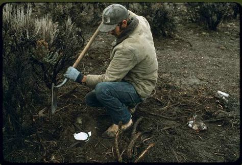 What Is The Best Coyote Bait For Trapping - The 2 Best Bait Types ...