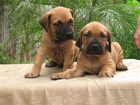 Two Fila Brasileiro puppies photo and wallpaper. Beautiful Two Fila ...