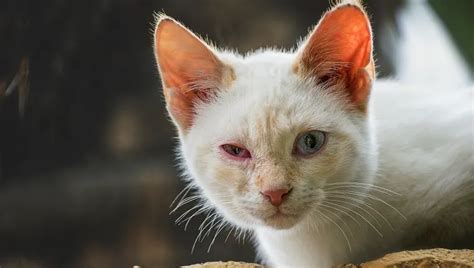 Pink Eye (Conjunctivitis) In Cats: Symptoms, Causes, & Treatments - CatTime