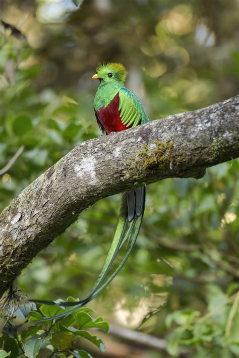 Conozca el Parque Nacional Los Quetzales | La Región