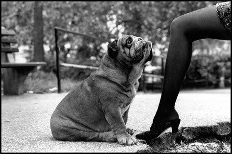 Chinese Year of the Dog • Elliott Erwitt • Magnum Photos