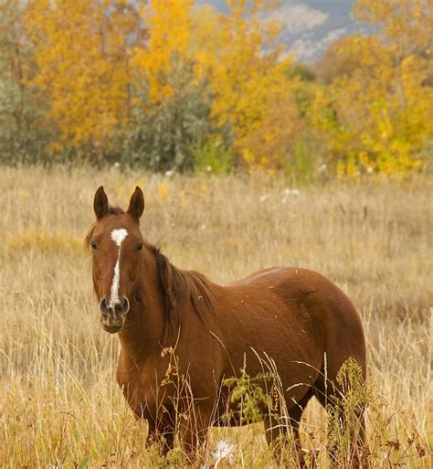 Beautiful Chestnut Horse Photograph by James BO Insogna - Pixels