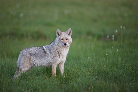 Coydog (Canid Hybrid): Mixed Breed Info, Pics, Traits, and Facts | Hepper