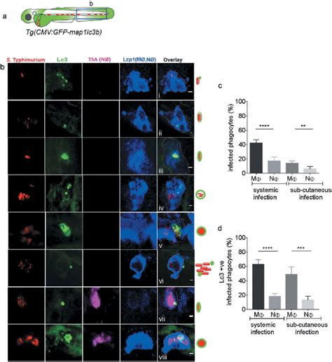 GFP-Lc3-Salmonella associations in specific phagocyte types. (a) Region... | Download Scientific ...