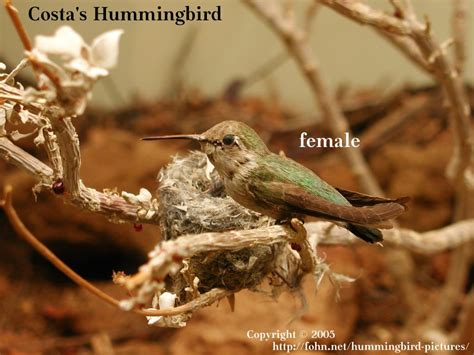 Hummingbird Pictures Guide