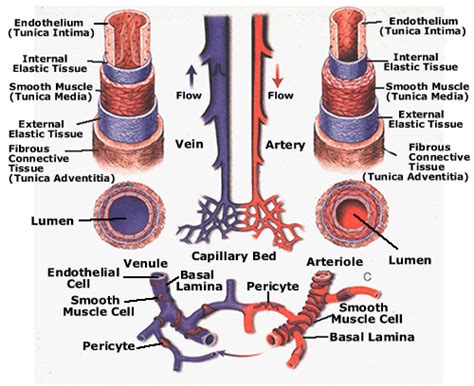 Basic Structure of a Blood Vessel | Human Cardiovascular System