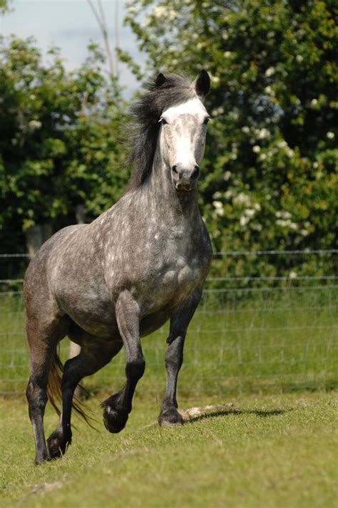 Exremely endagered breed - Eriskay Pony. Lottie the Eriskay Pony | Pony breeds, Horse breeds, Zorse