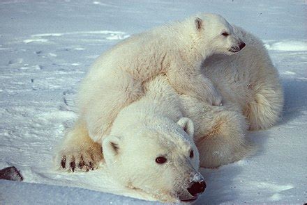 Polar bear - Wikipedia