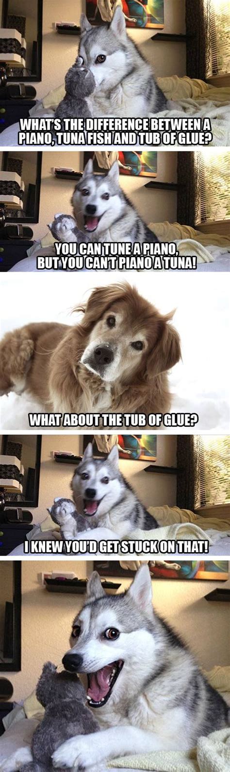 Meme Watch: Pun Dog Isn't Fat, He's Just A Little Husky | An, All. and Pictures