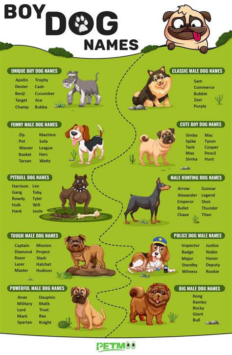 The top 10 most popular dog names for male (and their meanings) - Animals