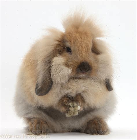 Fluffy Lionhead x Lop rabbit, grooming photo WP35956