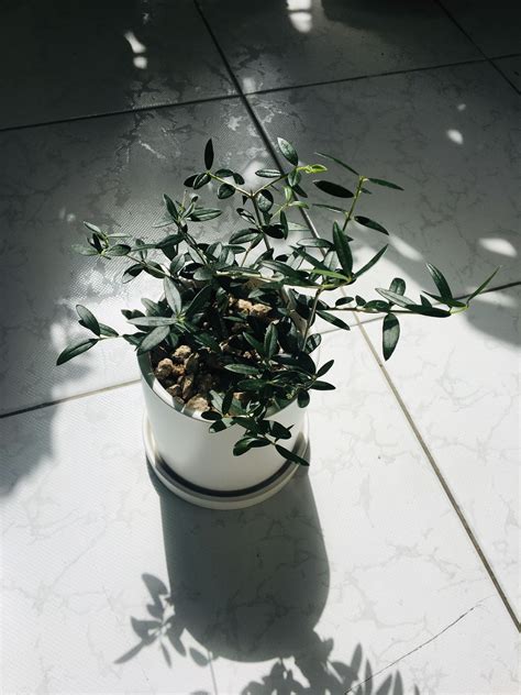 How to Grow and Care for Olive Trees Indoors