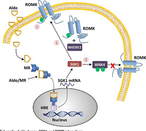 Figure 2 from Aldosterone, SGK1, and ion channels in the kidney | Semantic Scholar