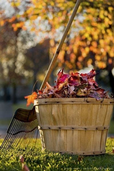 Time to rake leaves. www.manorcharlotte.com | Autumn leaves, Beautiful fall, Seasons