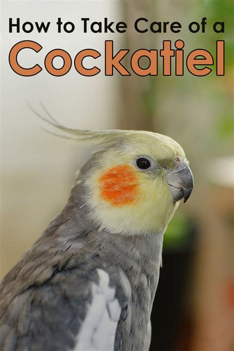 Quiet Corner:How to Take Care of a Cockatiel - Quiet Corner