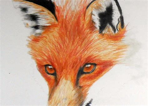 How to draw a red fox with simple color pencils | Drawings, Color pencil art, Amazing art