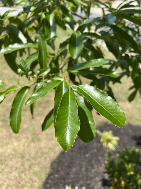 Tree Identification : r/arborists