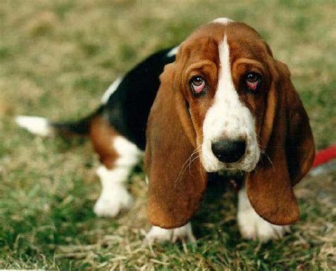 Basset Hound Dog Breed » Information, Pictures, & More