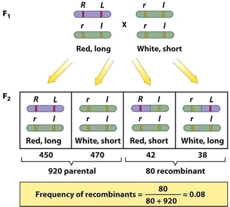 Chapter 5: Linkage, Recombination and Eukaryotic Gene Mapping Flashcards | Quizlet