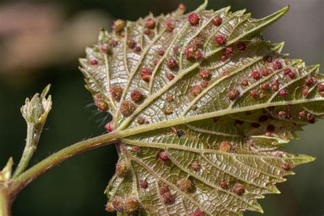 What Is Phylloxera? (2023) - WinePros