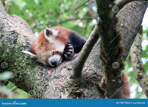 Red Panda Sleeping on a Tree Stock Photo - Image of resting, nepal ...