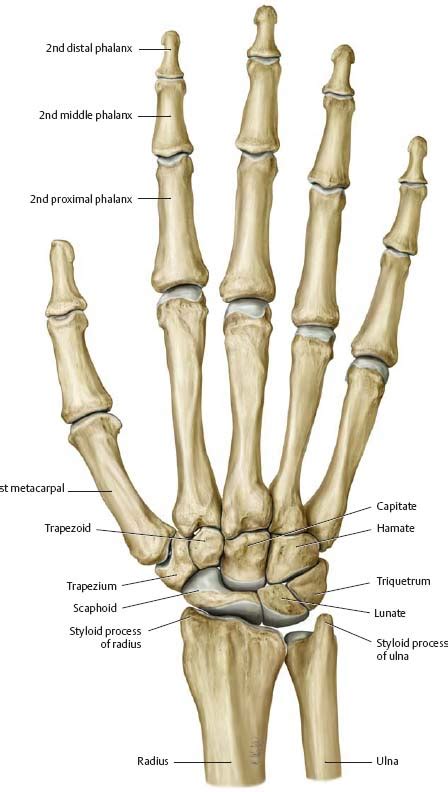 Hand Anatomy Bone