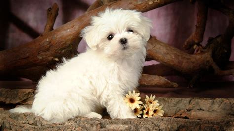 Fluffy Puppy - Wallpaper, High Definition, High Quality, Widescreen