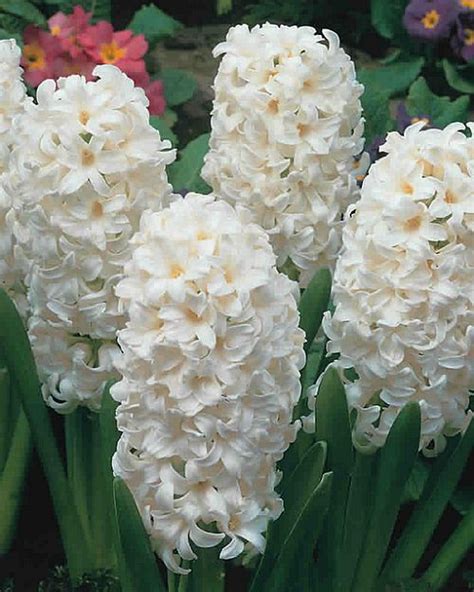 Hyacinth Bulbs white fresh imported buy at seedsnpots.com