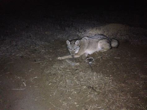 2013/2014 Coyote Trapping - Illinois Wildlife Connections