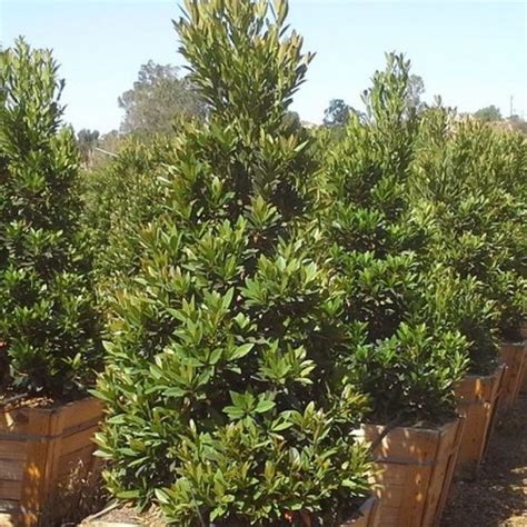 Japanese Blueberry Tree | Star Nursery Garden and Rock Centers