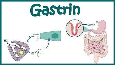 Digestive Health 101: Can’t Ignore that Gut Feeling – Page 6 – Medical News